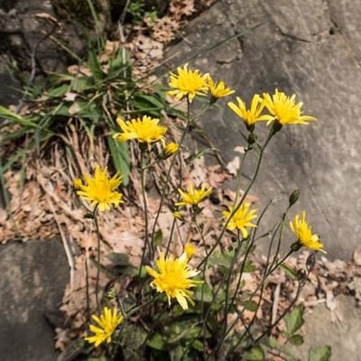 Hieracium maculatum — flower
