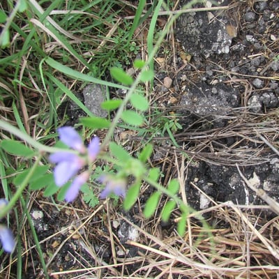 Vicia ludoviciana — flower