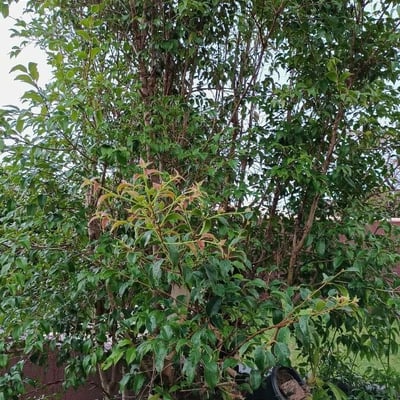 Eugenia florida — habit