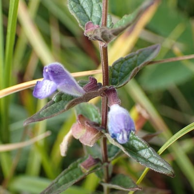 Scutellaria galericulata — flower
