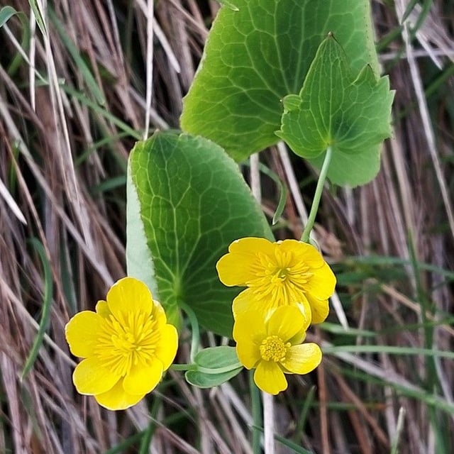 Ranunculus thora — flower