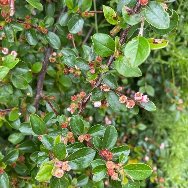 Cotoneaster horizontalis — flower