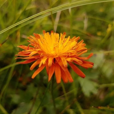 Crepis aurea — flower