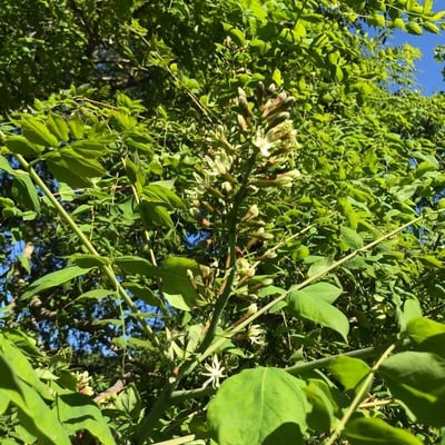 Gymnocladus dioica — flower