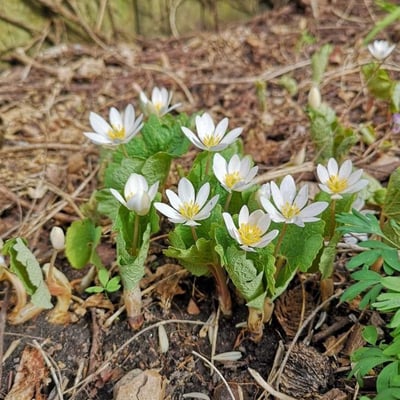 Sanguinaria canadensis — flower