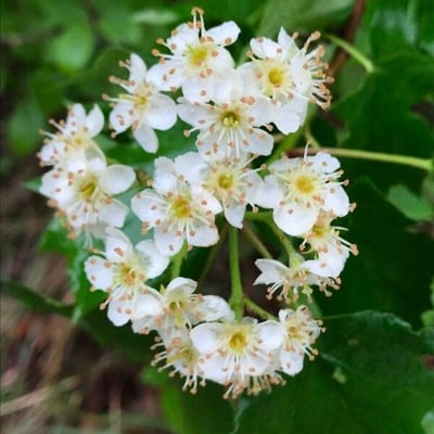 Torminalis glaberrima — flower