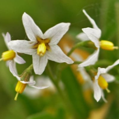 Solanum douglasii — flower