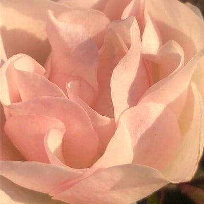 Rosa pouzinii — flower