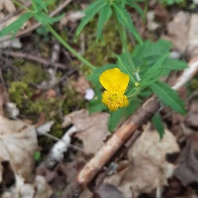 Ranunculus cassubicus — flower