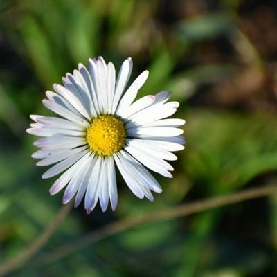 Bellis sylvestris — flower