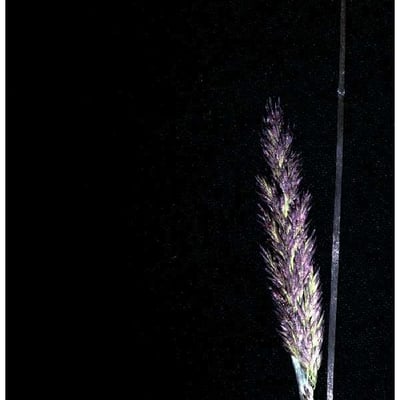 Calamagrostis stricta — flower