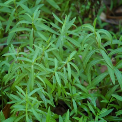 Artemisia princeps — leaf