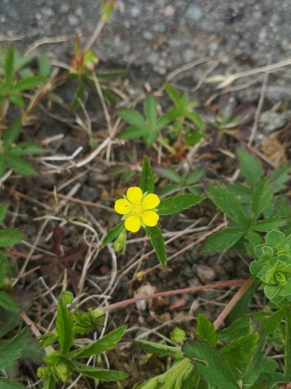 Old-field cinquefoil