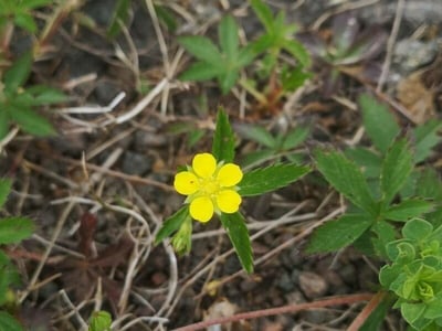 Old-field cinquefoil