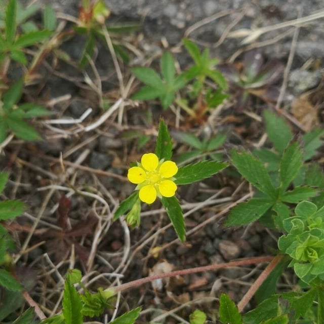 Potentilla simplex — flower