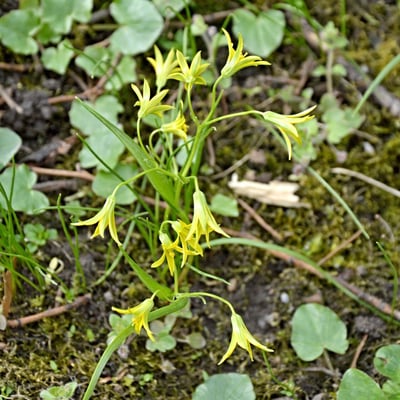 Gagea minima — flower