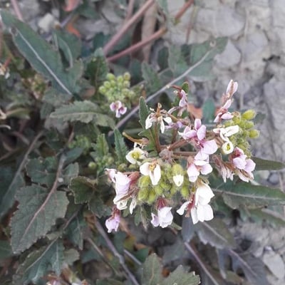 Diplotaxis erucoides — flower