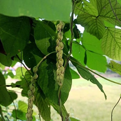 Mucuna pruriens — flower