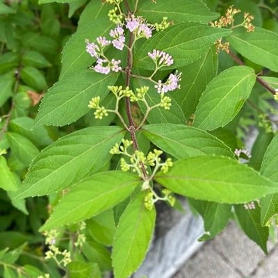 Callicarpa japonica — flower