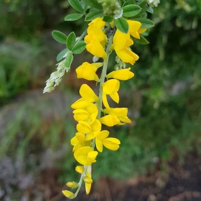 Cytisus villosus — flower