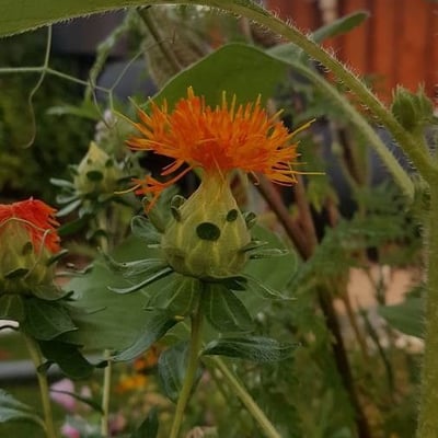 Carthamus tinctorius — flower
