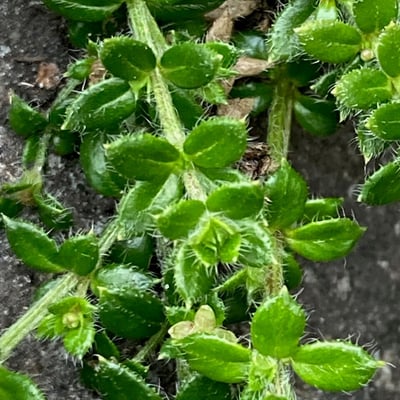 Galium hypocarpium — leaf