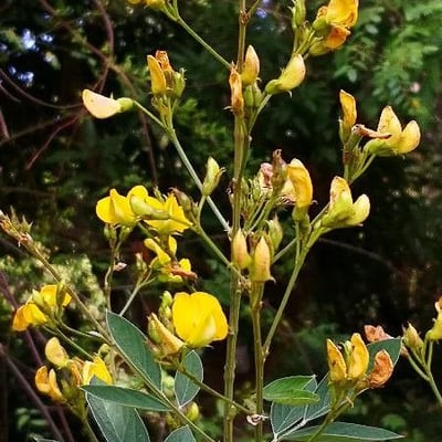 Cajanus cajan — flower