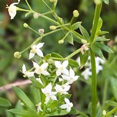 Galium album — flower