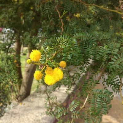 Vachellia seyal — flower