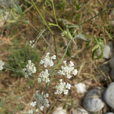 Torilis arvensis — flower