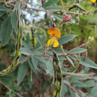 Cajanus cajan — flower