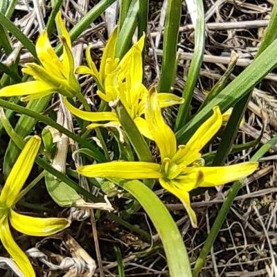 Gagea pratensis — flower