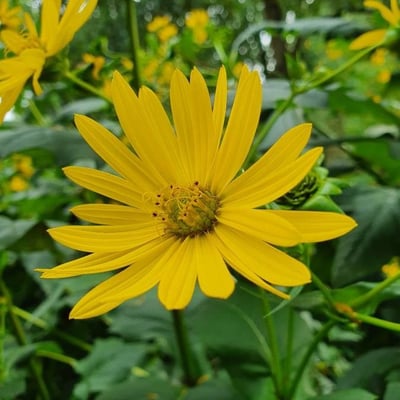 Silphium perfoliatum — flower