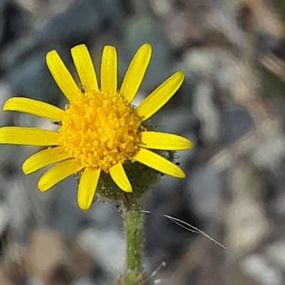 Senecio viscosus — flower