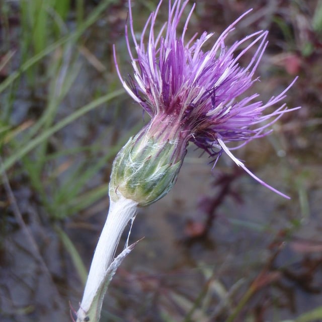 Cirsium dissectum — flower
