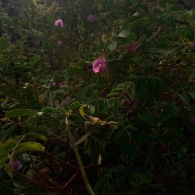 Tephrosia purpurea — flower