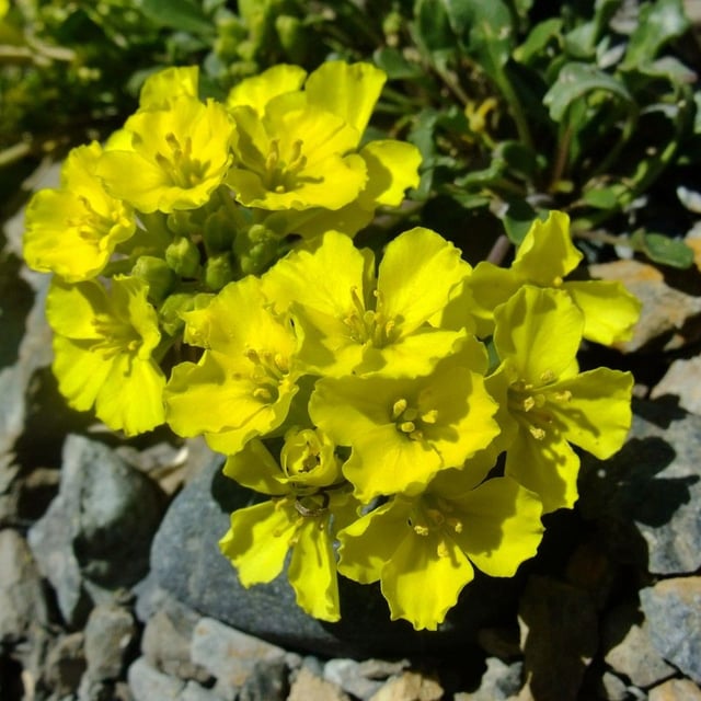 Brassica repanda — flower