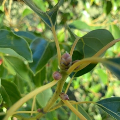 Cinnamomum camphora — flower