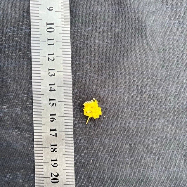 Acacia pendula — flower