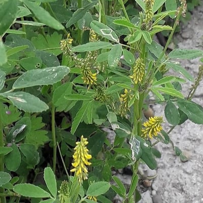 Melilotus indicus — flower