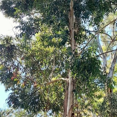 Eucalyptus pilularis — habit