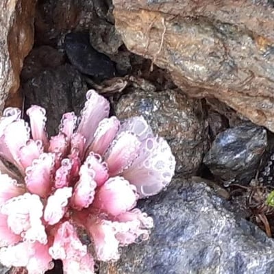 Trifolium pallescens — flower