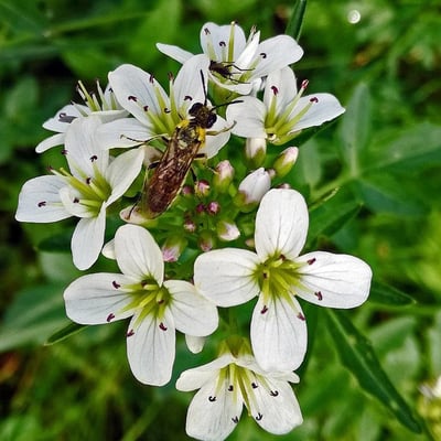 Cardamine amara — flower