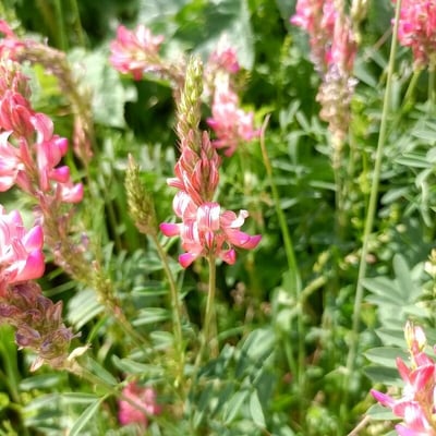 Onobrychis supina — flower