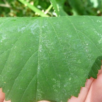 Rubus sprengelii — leaf
