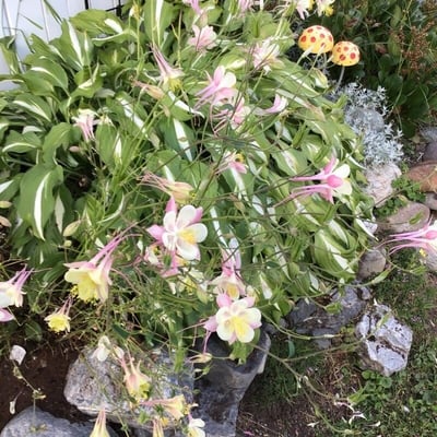 Aquilegia pubescens — flower