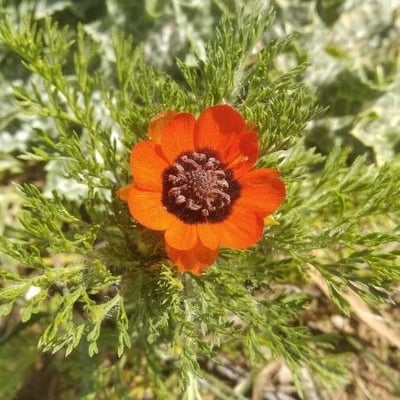 Adonis aestivalis — flower