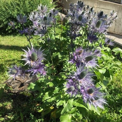 Eryngium alpinum — flower