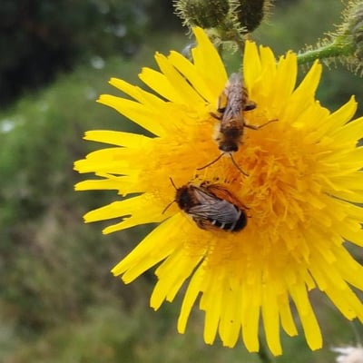 Sonchus arvensis — flower
