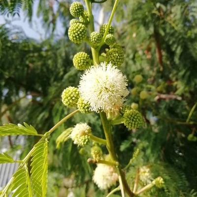 Leucaena leucocephala — flower